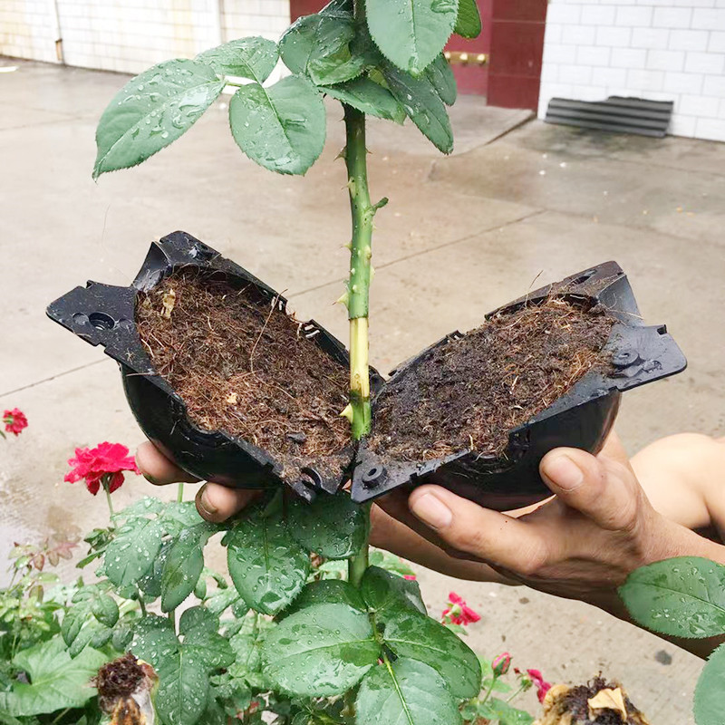 植物の根のボール,繁殖ボックス,植物クローン,接ぎ木,苗床ボ - Seed Starter Tray のレビューと価格